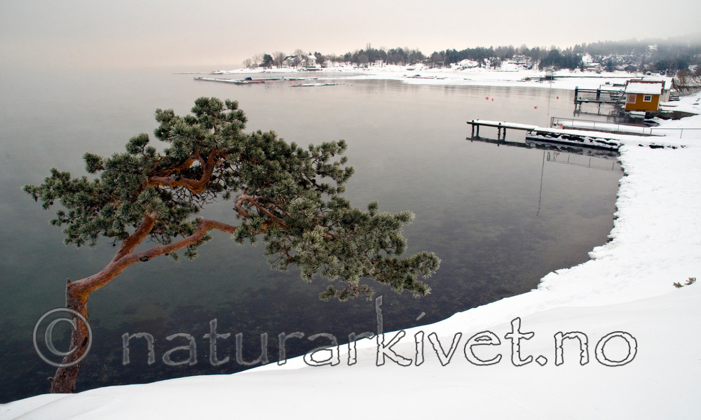 BB 10 0295 / Pinus sylvestris / Furu