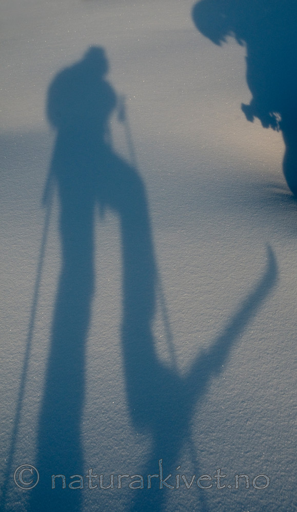 BB 10 0299 / Picea abies / Gran