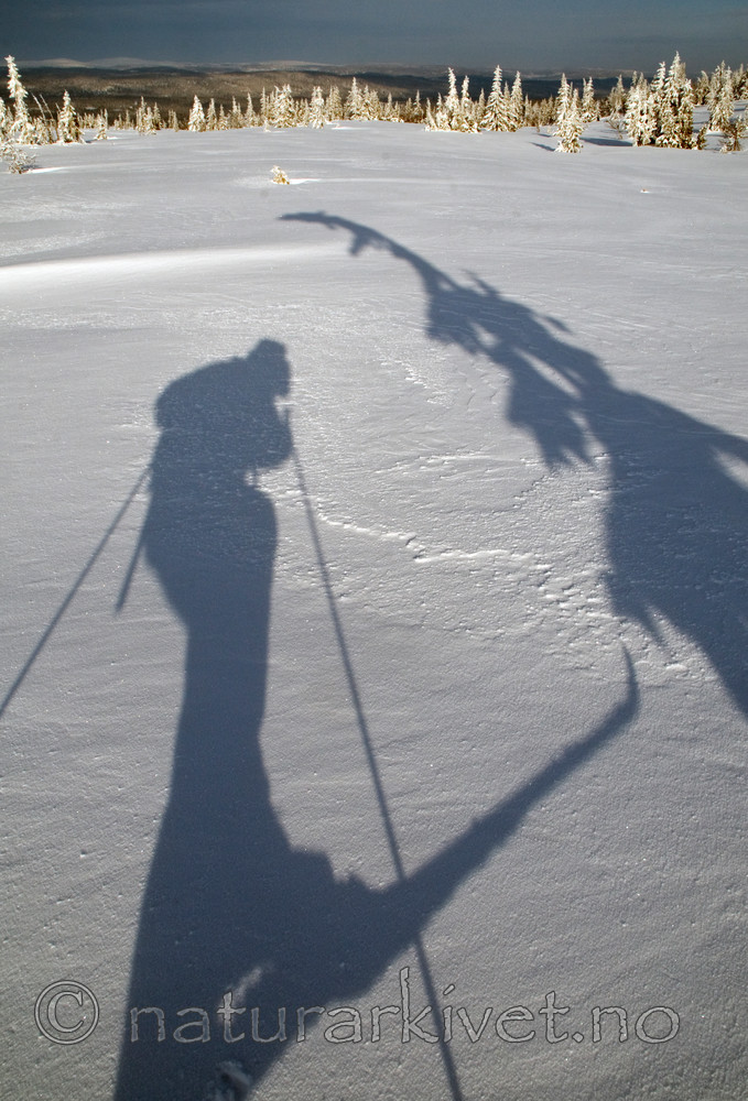 BB 10 0300 / Picea abies / Gran