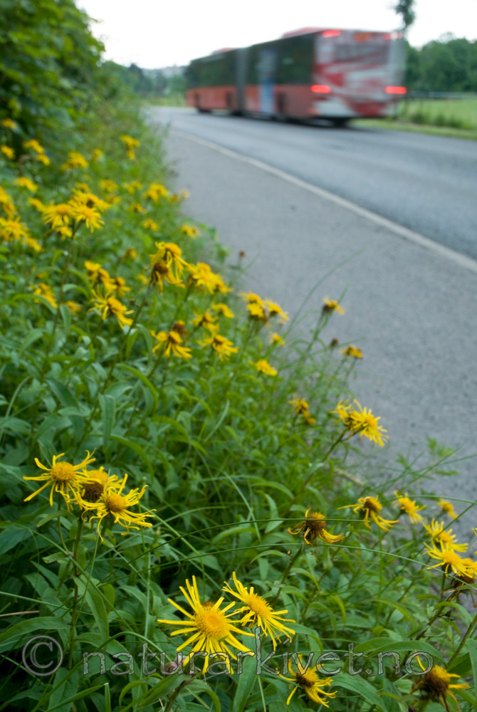 BB 10 0305 / Inula salicina / Krattalant