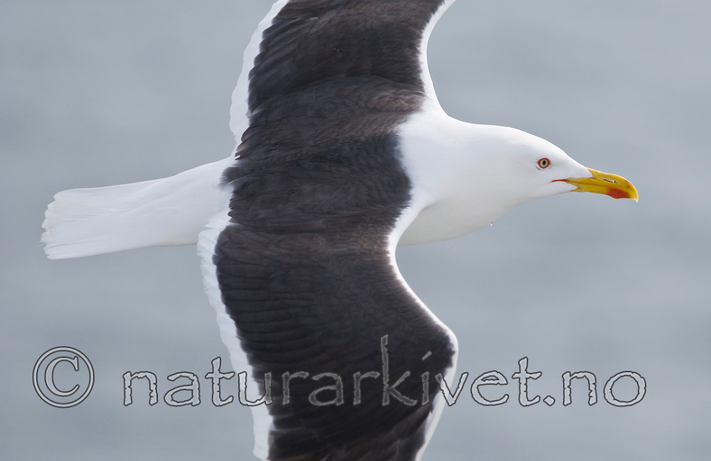 BB 10 0306 / Larus fuscus / Sildemåke