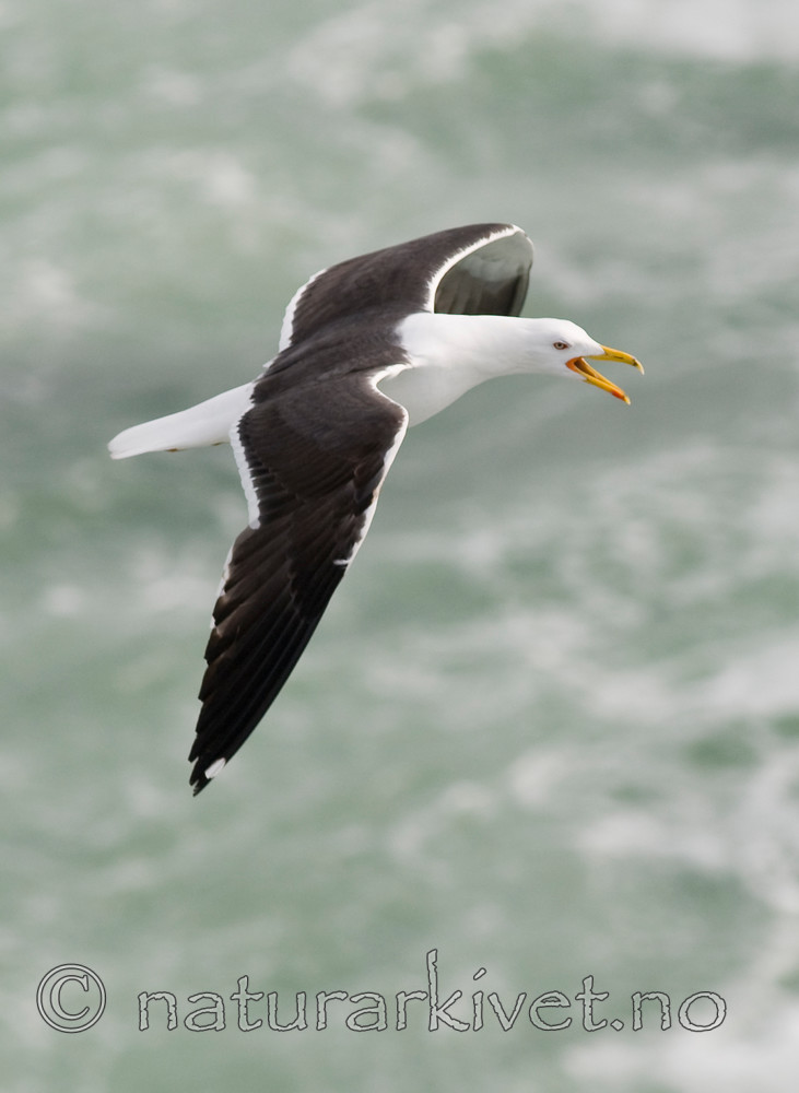 BB 10 0307 / Larus fuscus / Sildemåke
