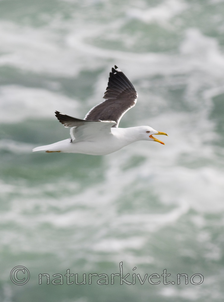 BB 10 0308 / Larus fuscus / Sildemåke