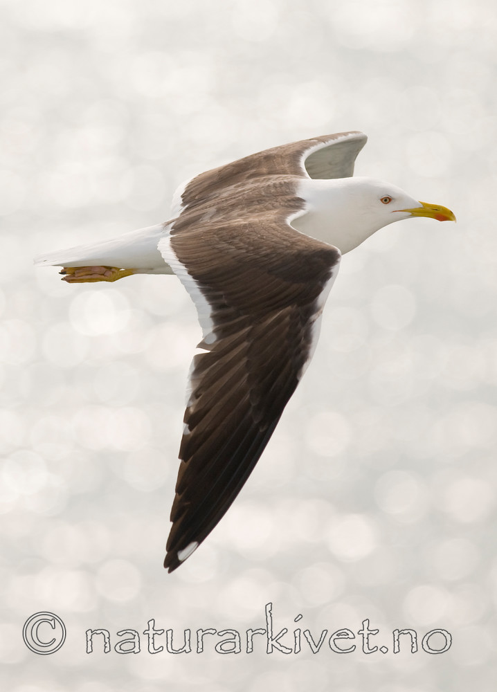 BB 10 0309 / Larus fuscus / Sildemåke
