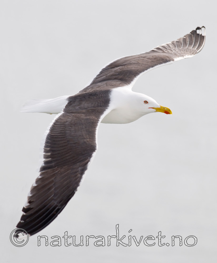 BB 10 0310 / Larus fuscus / Sildemåke