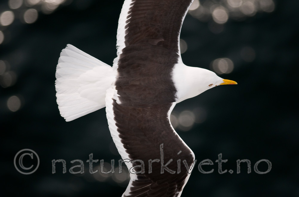 BB 10 0312 / Larus fuscus / Sildemåke