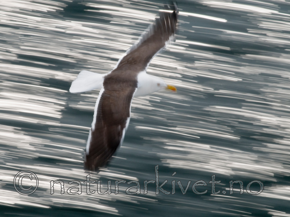 BB 10 0313 / Larus fuscus / Sildemåke