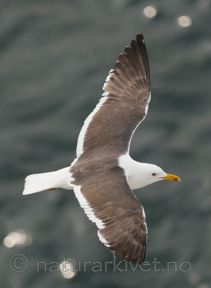 BB 10 0314 / Larus fuscus / Sildemåke