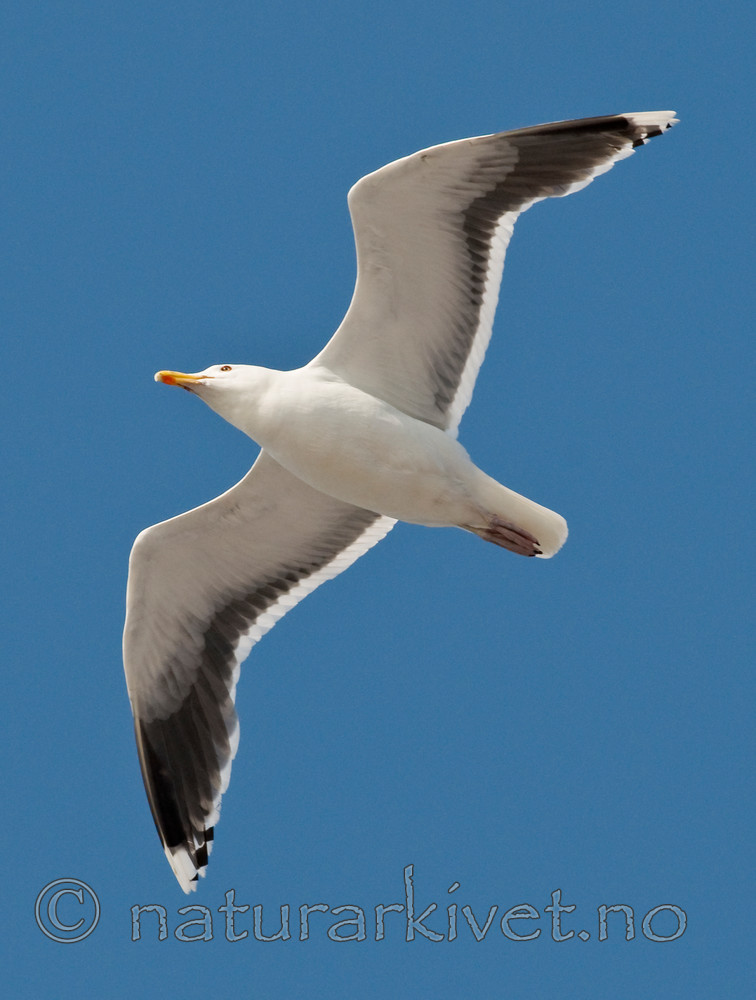 BB 10 0315 / Larus fuscus / Sildemåke