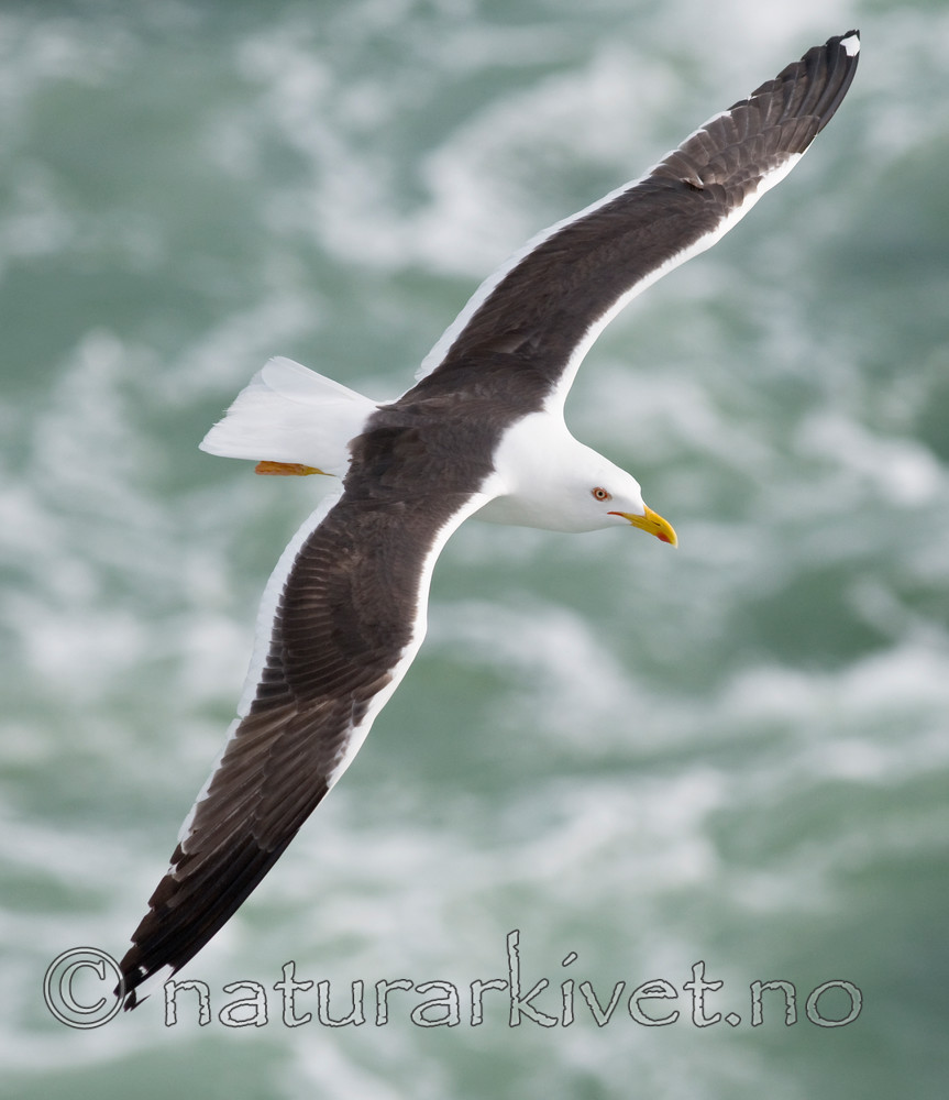 BB 10 0316 / Larus fuscus / Sildemåke