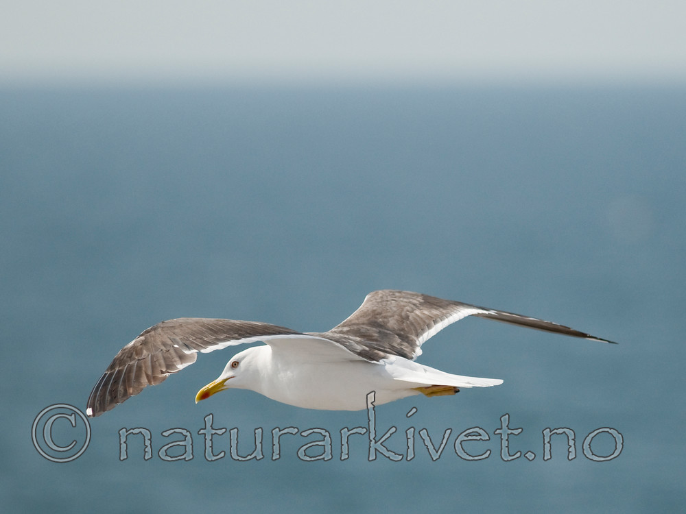 BB 10 0317 / Larus fuscus / Sildemåke