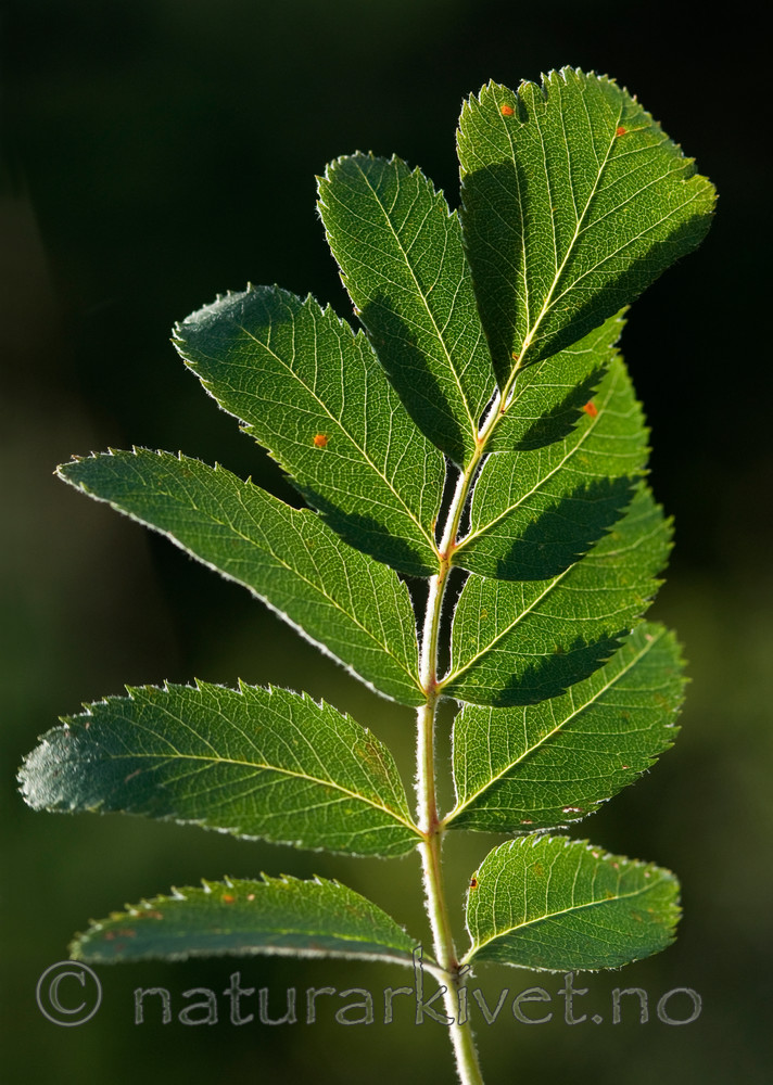 BB 10 0322 / Sorbus meinichii / Fagerrogn