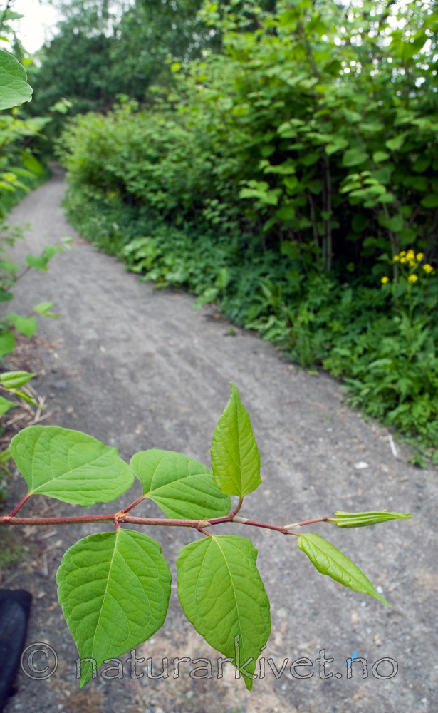 BB 10 0324 / Reynoutria japonica / Parkslirekne