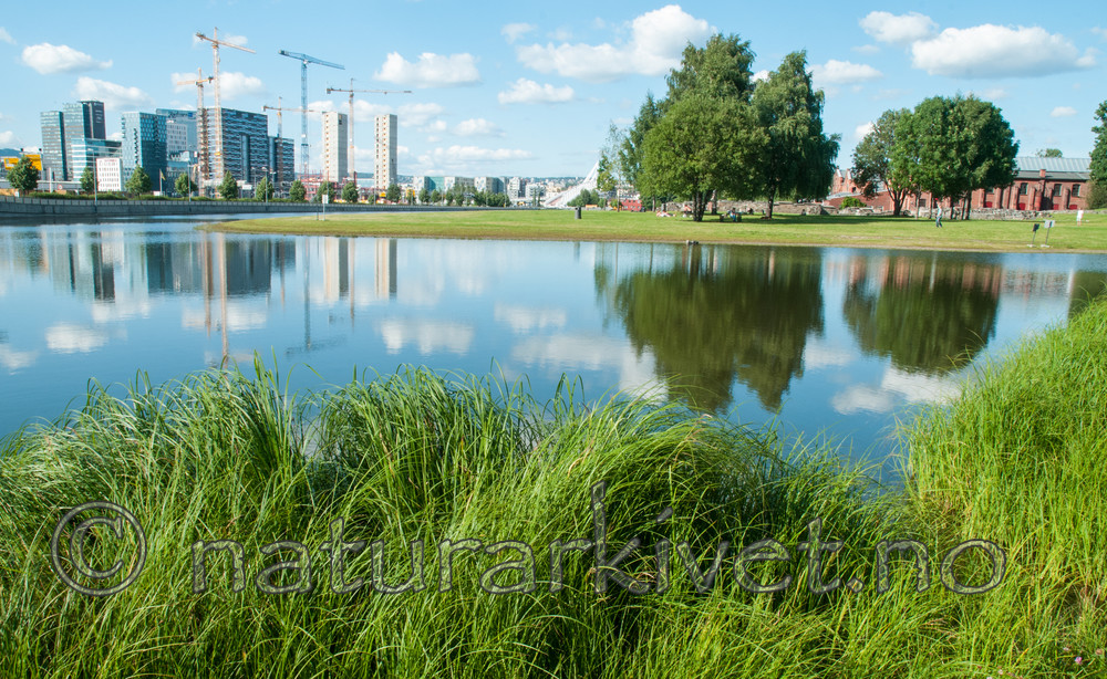 BB 10 0330 / Carex ×halophila / Spraglestarr