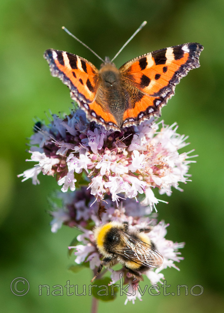 BB 10 0335 / Aglais urticae / Neslesommerfugl <br /> Bombus lucorum / Lys jordhumle <br /> Thymus pulegioides / Bakketimian