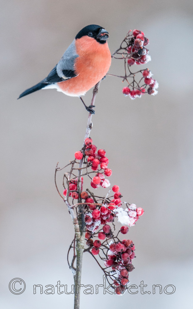 BB 10 0341 / Pyrrhula pyrrhula / Dompap <br /> Sorbus aucuparia / Rogn