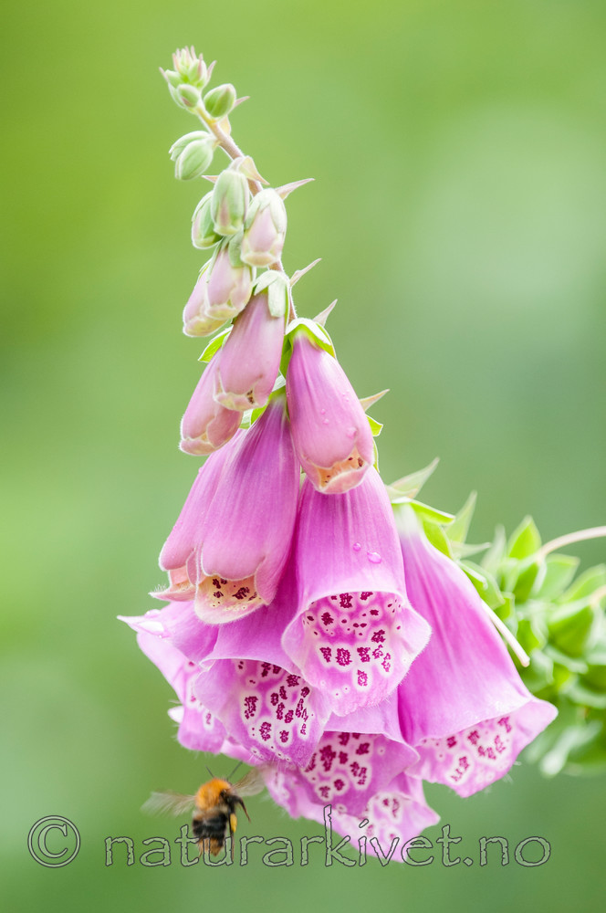 BB 10 0349 / Bombus pascuorum / åkerhumle <br /> Digitalis purpurea / Revebjelle