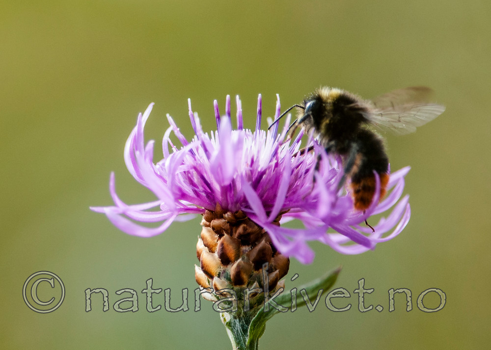 BB 10 0351 / Bombus lapidarius / Steinhumle <br /> Centaurea jacea / Engknoppurt