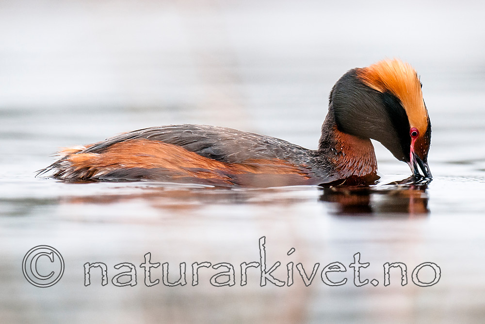 BB 10 0355 / Podiceps auritus / Horndykker