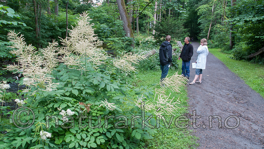 BB 10 0386 / Aruncus dioicus / Skogskjegg