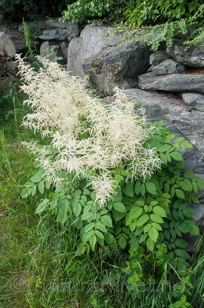 BB 10 0388 / Aruncus dioicus / Skogskjegg
