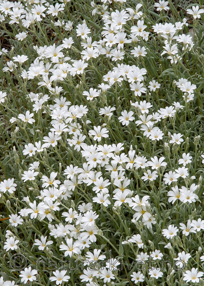 BB 10 0391 / Cerastium biebersteinii / Sølvarve