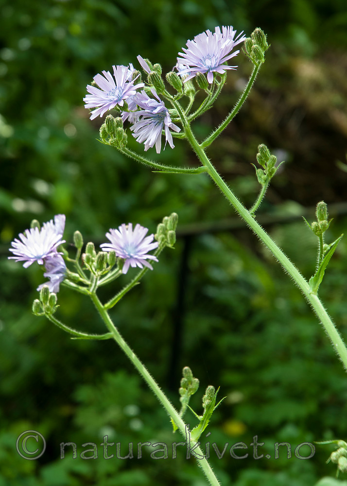 BB 10 0393 / Cicerbita macrophylla / Kjempeturt <br /> Cicerbita macrophylla uralensis / Kjempeturt