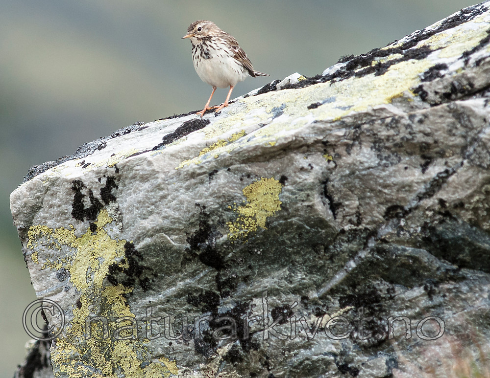 BB 10 0396 / Anthus pratensis / Heipiplerke