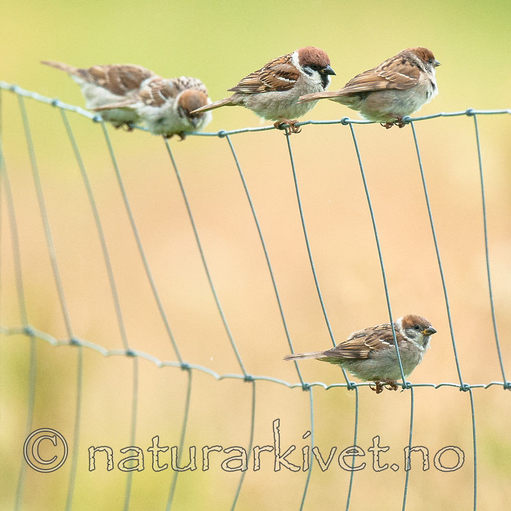 BB 10 0404 / Passer montanus / Pilfink