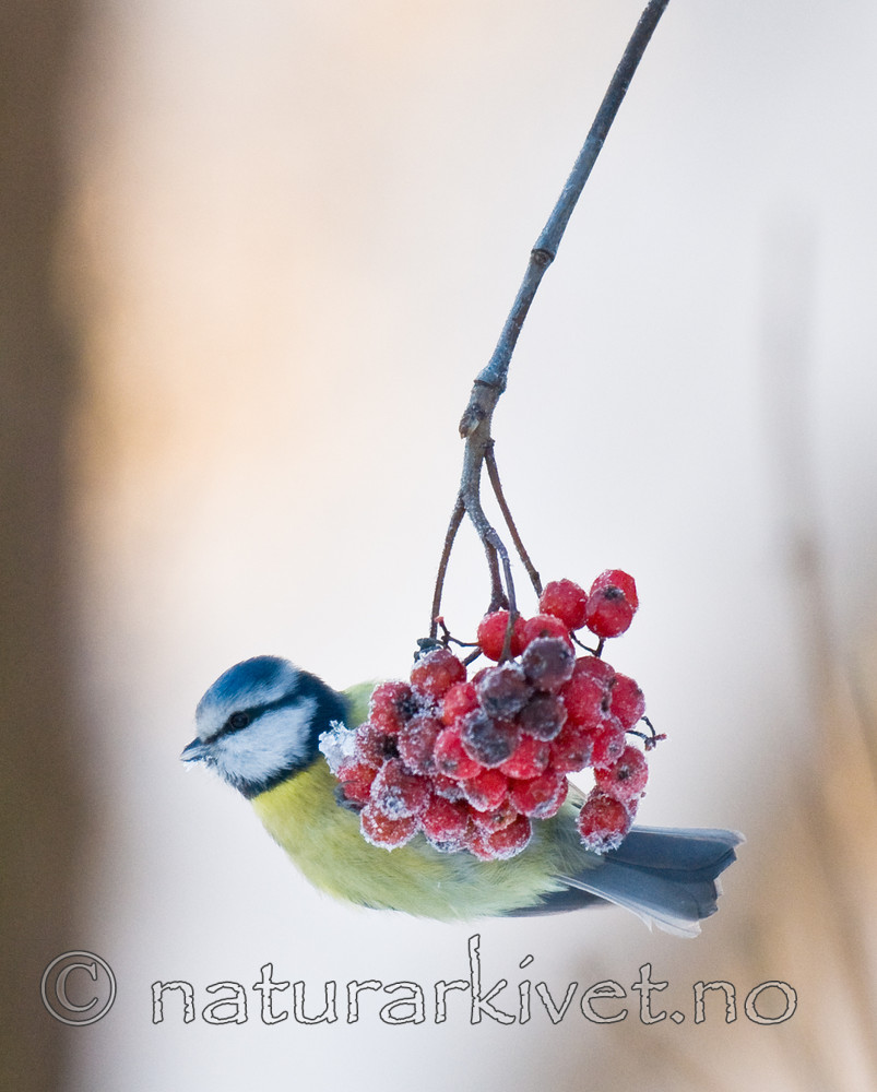 BB 10 0406 / Cyanistes caeruleus / Blåmeis <br /> Sorbus aucuparia / Rogn