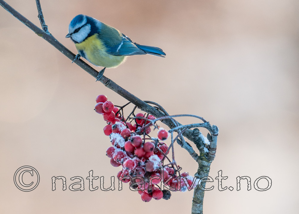 BB 10 0407 / Cyanistes caeruleus / Blåmeis <br /> Sorbus aucuparia / Rogn