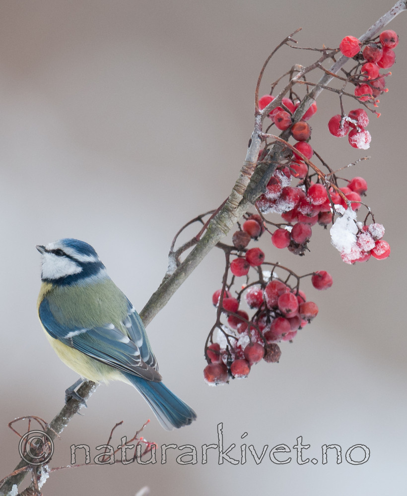 BB 10 0410 / Cyanistes caeruleus / Blåmeis <br /> Sorbus aucuparia / Rogn
