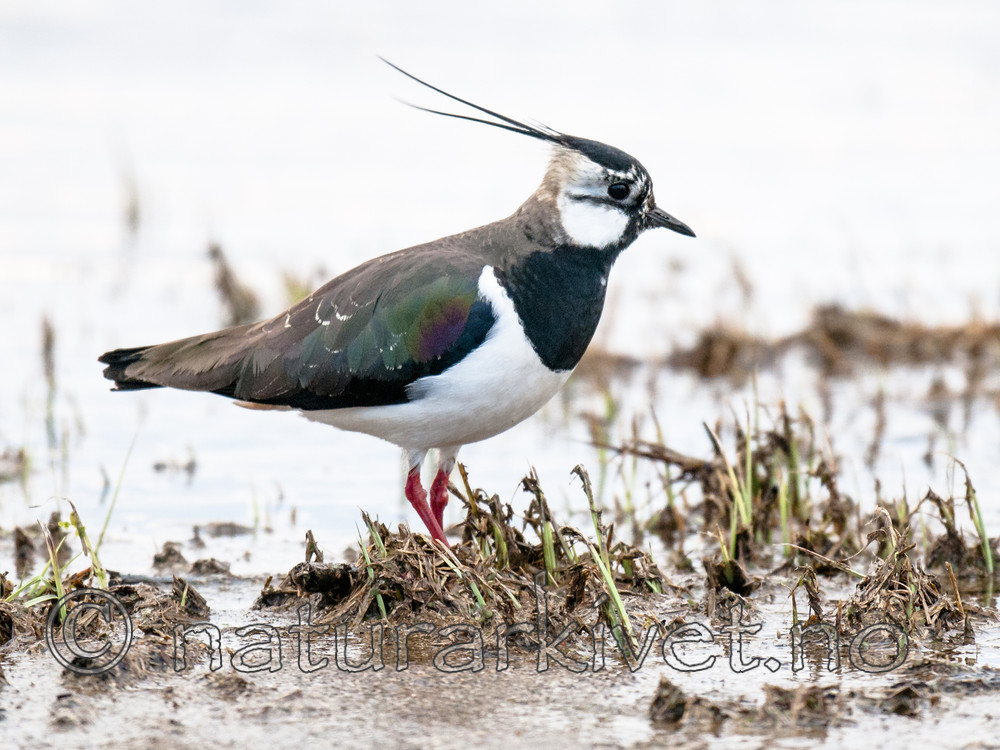 BB 10 0411 / Vanellus vanellus / Vipe