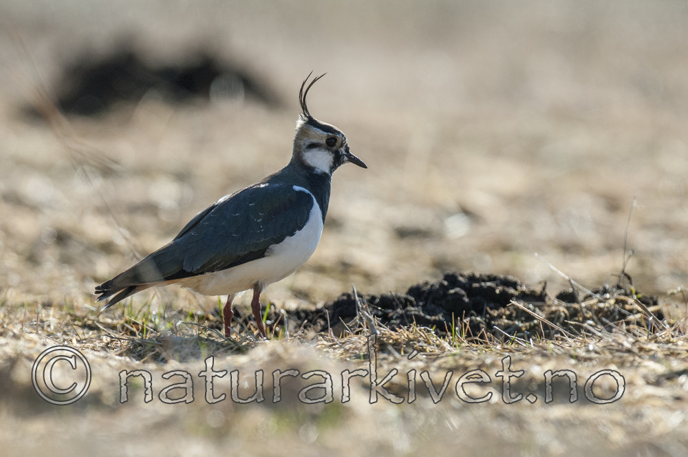 BB 10 0412 / Vanellus vanellus / Vipe