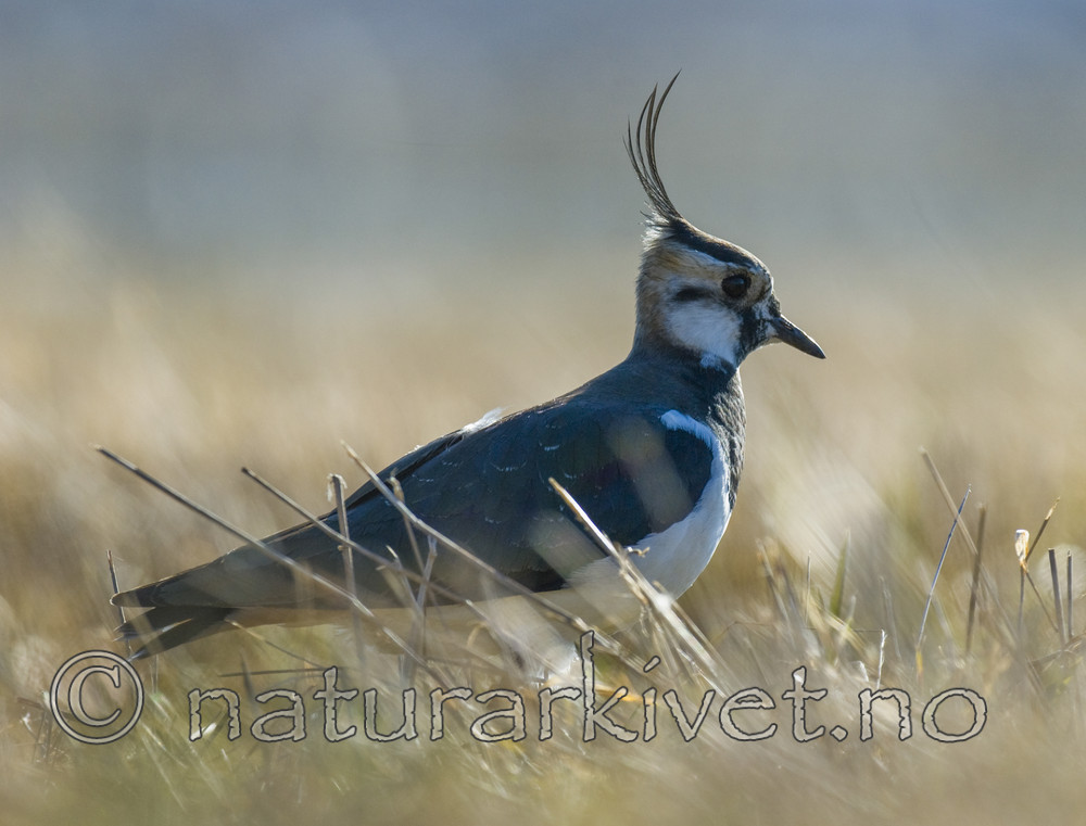 BB 10 0413 / Vanellus vanellus / Vipe