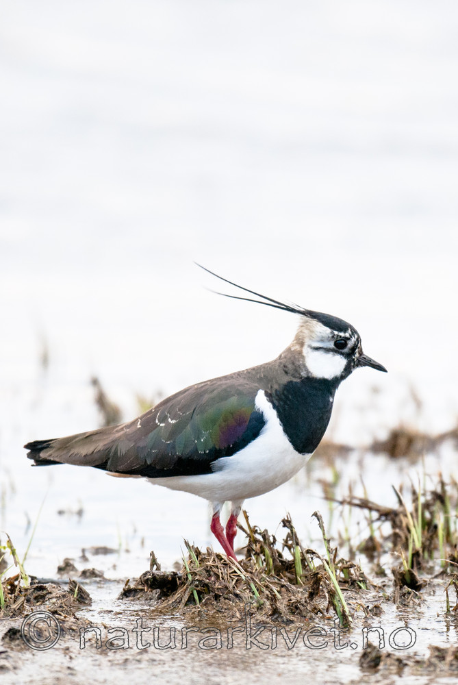 BB 10 0421 / Vanellus vanellus / Vipe