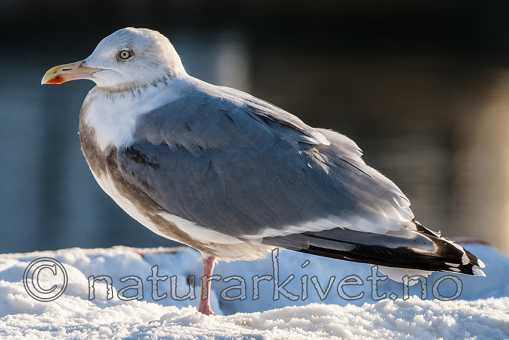BB 10 0492 / Larus argentatus / Gråmåke