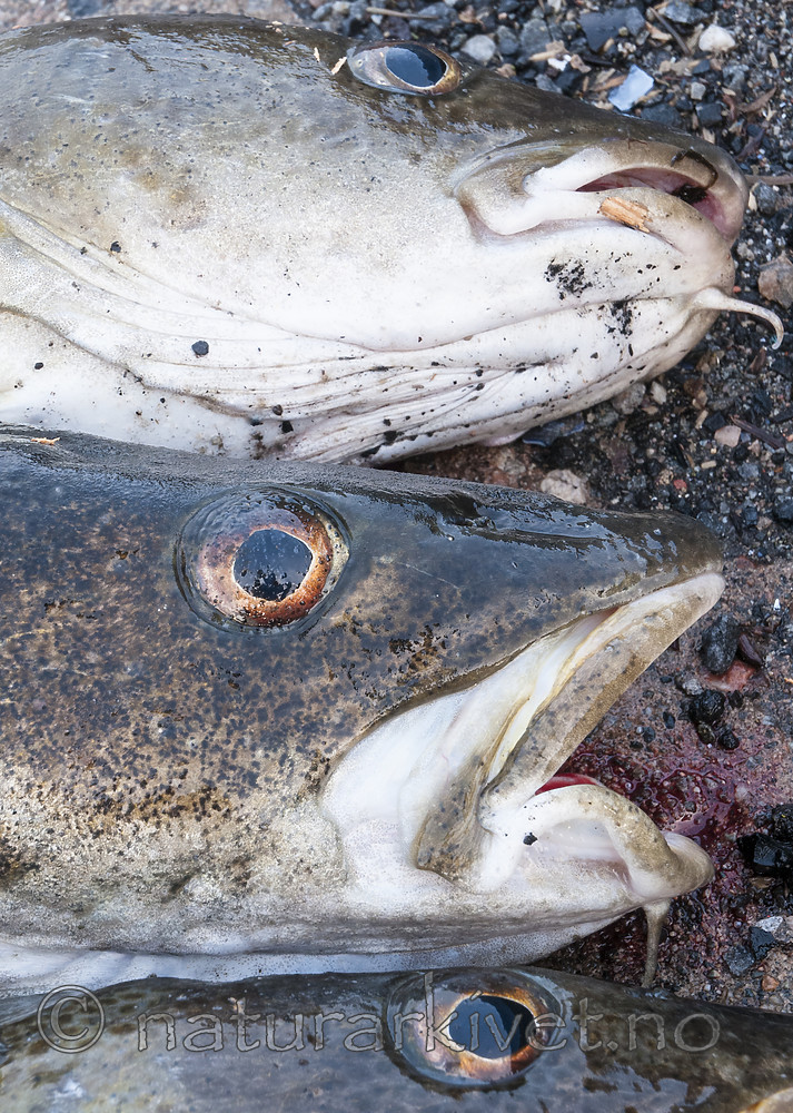 BB 10 0497 / Gadus morhua / Torsk