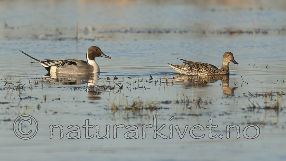 BB 10 0501 / Anas acuta / Stjertand