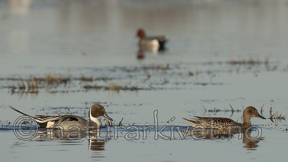 BB 10 0503 / Anas acuta / Stjertand