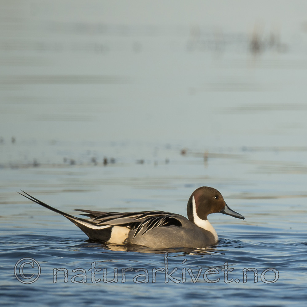 BB 10 0504 / Anas acuta / Stjertand