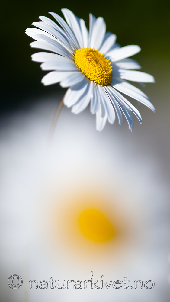 BB 10 0508 / Leucanthemum vulgare / Prestekrage