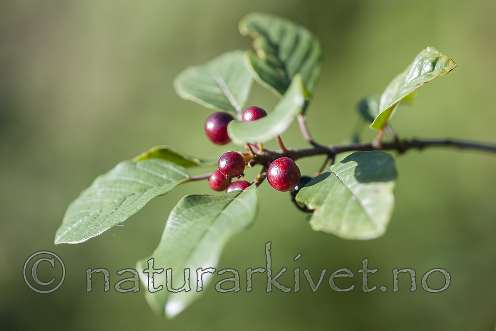 BB 10 0510 / Frangula alnus / Trollhegg