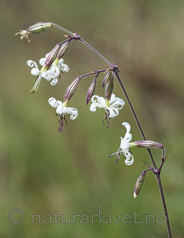 BB 10 0513 / Silene nutans / Nikkesmelle