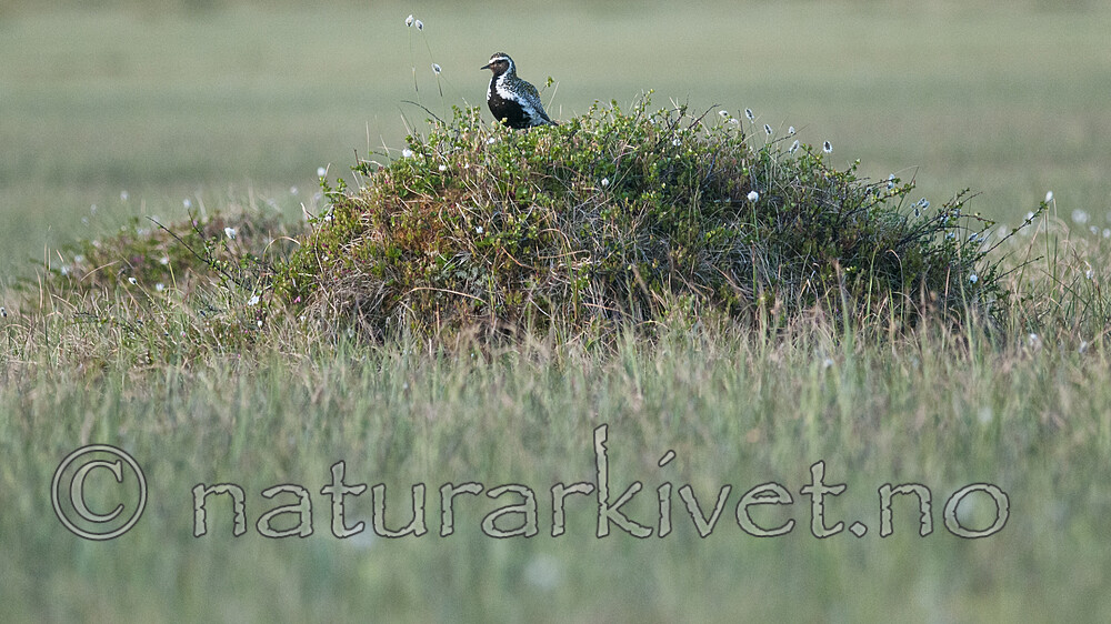 BB 10 0519 / Pluvialis apricaria / Heilo