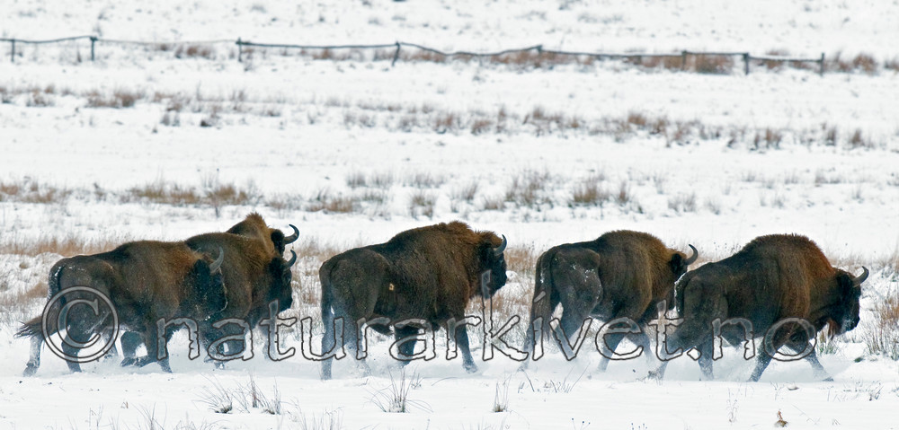 BB 11 0001 / Bison bonasus / Visent