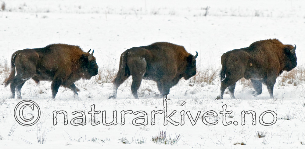 BB 11 0002 / Bison bonasus / Visent