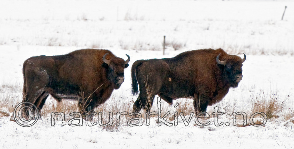 BB 11 0003 / Bison bonasus / Visent