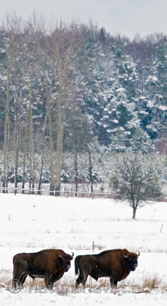 BB 11 0004 / Bison bonasus / Visent