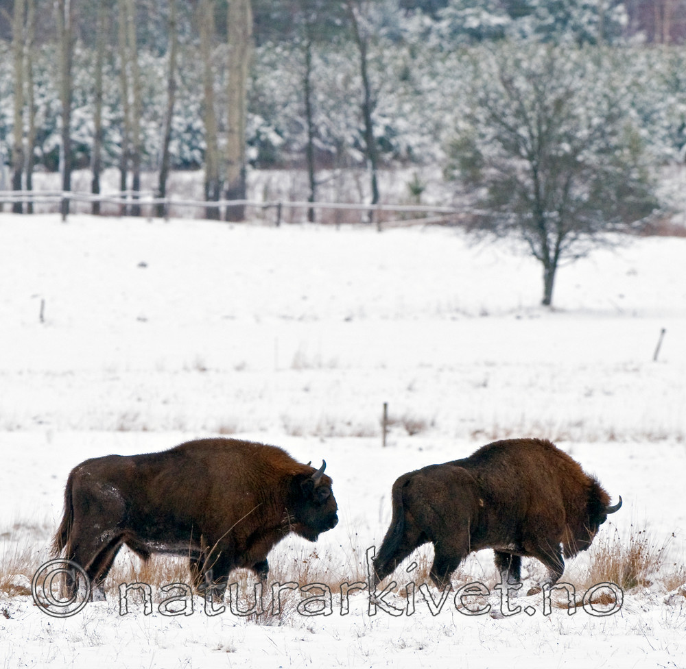 BB 11 0005 / Bison bonasus / Visent
